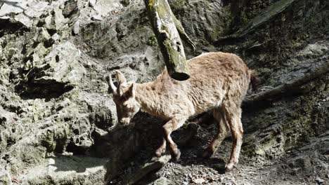 wild mountain goat at the rocky mountains