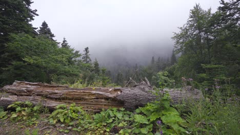 A-view-of-the-forest-from-above.