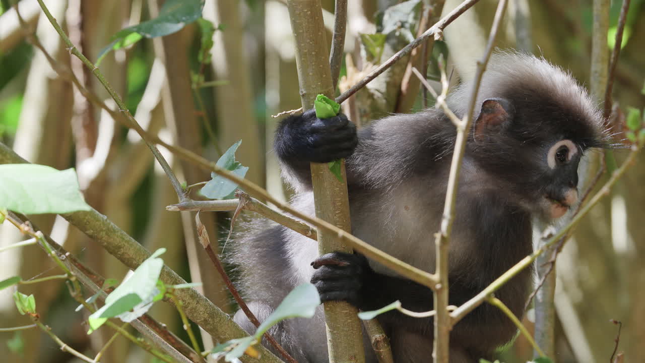 dusky leaf monkeys filmed in langkawi island, malaysia