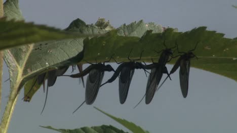 Los-Primeros-Planos-Muestran-Varios-Insectos-En-Las-Flores,-Incluidos-Los-Saltamontes,-Abejorros-Y-Orugas