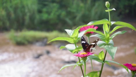 black butterfly perched on a red flower with a river in the background