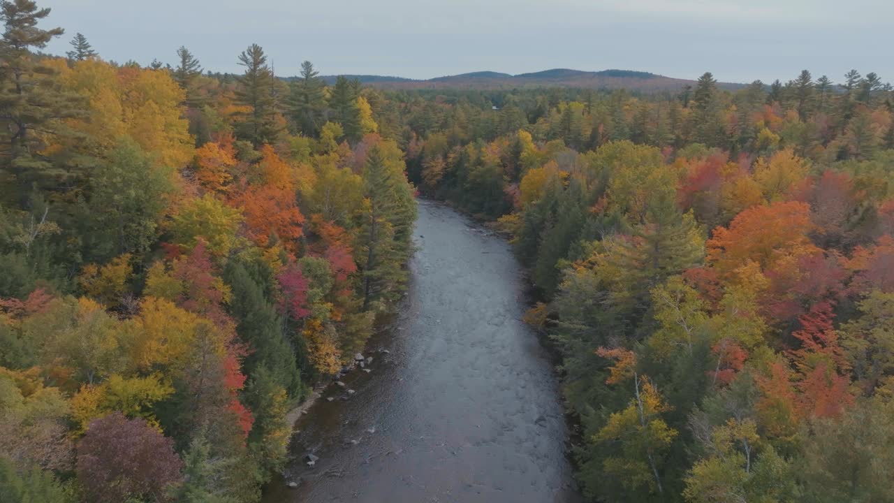 volando a lo largo de big wilson stream durante la temporada de salmón chinook en otoño