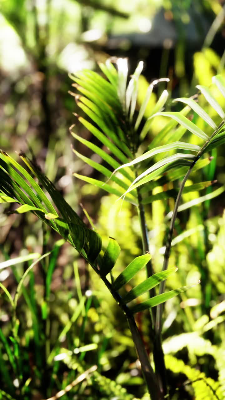 hojas verdes en una jungla tropical