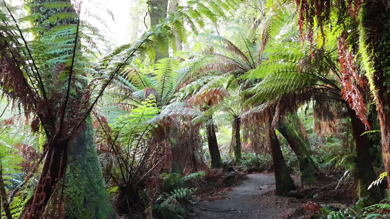 울창한 초록색으로 둘러싸인 경치 좋은 숲길