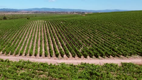 Explore-Chile-Winemaking-Tradition-Aerial-View,-Green-Vineyards-Terroir-of-Cauquenes-Maule-Valley,-South-American-Wine-Country