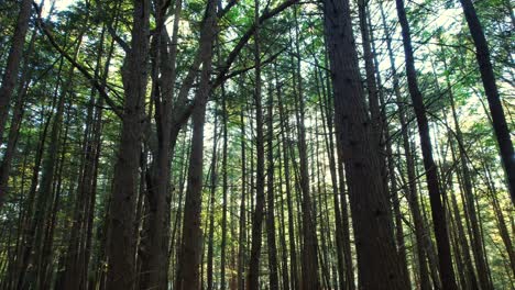 impresionante, suave y bajo metraje de un bosque de pinos con una hermosa luz dorada