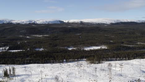 Aerial-view-fast-up-drone-shot-winter-landscape-in-the-northern-parts-of-Sweden-blue-sky