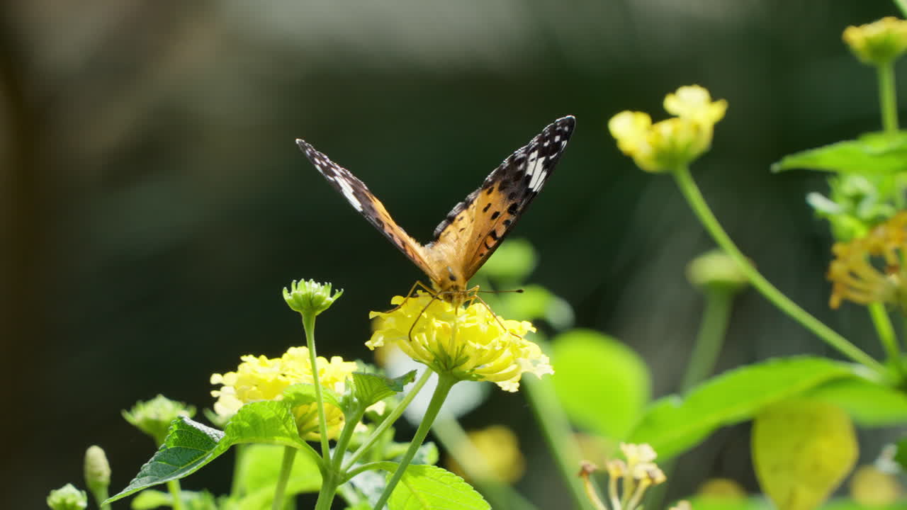 Primo piano della farfalla Vanessa cardui o Vanessa del cardo che raccoglie polline su un arbusto di fiori di Lantana gialli.