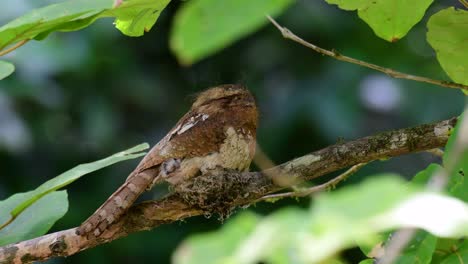 爪<unk> (javan frogmouth) 是一種在泰國和亞洲其他國家生長的動物