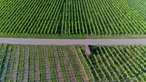 vuelo sobre el viñedo en verano