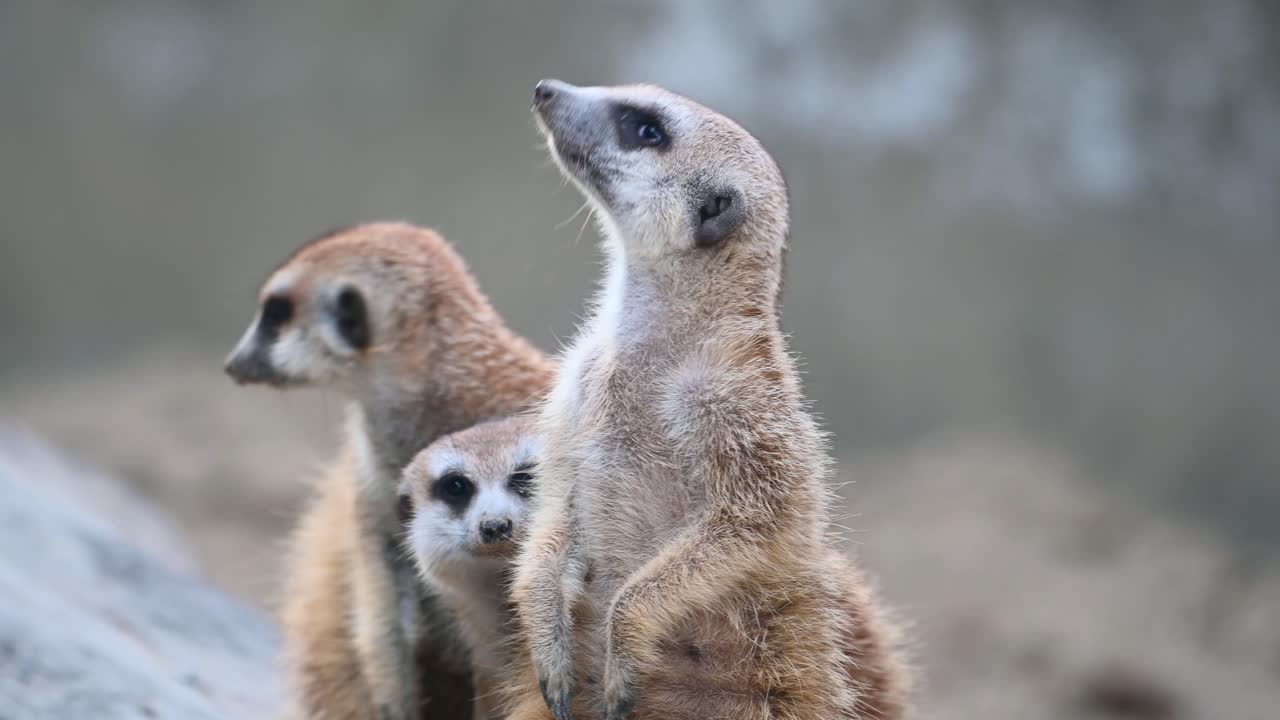 Suricato, Suricata suricatta