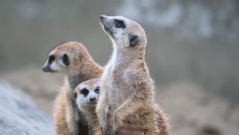 suricata, suricata suricatta