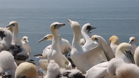 Northern-gannets-–-Morus-bassanus---on-the-red-cliffs-of-the-German-offshore-island-of-Heligoland,-Schleswig-Holstein,-Germany,-Europe