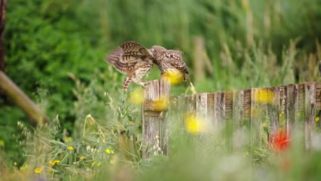 little owls on a wooden fence