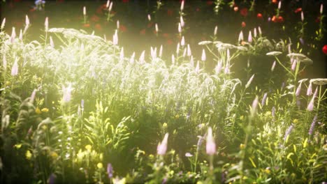 wild-flowers-in-the-field