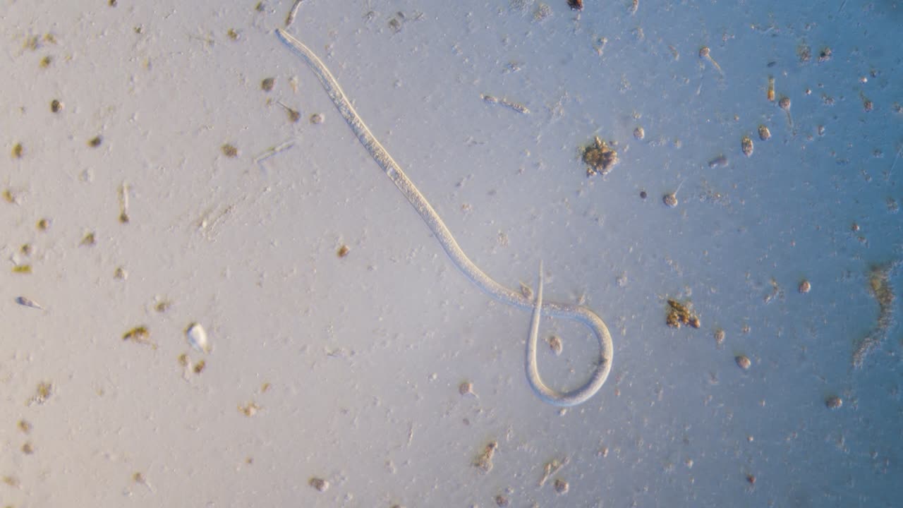 паразитический червь нематода в ярком поле микроскопа