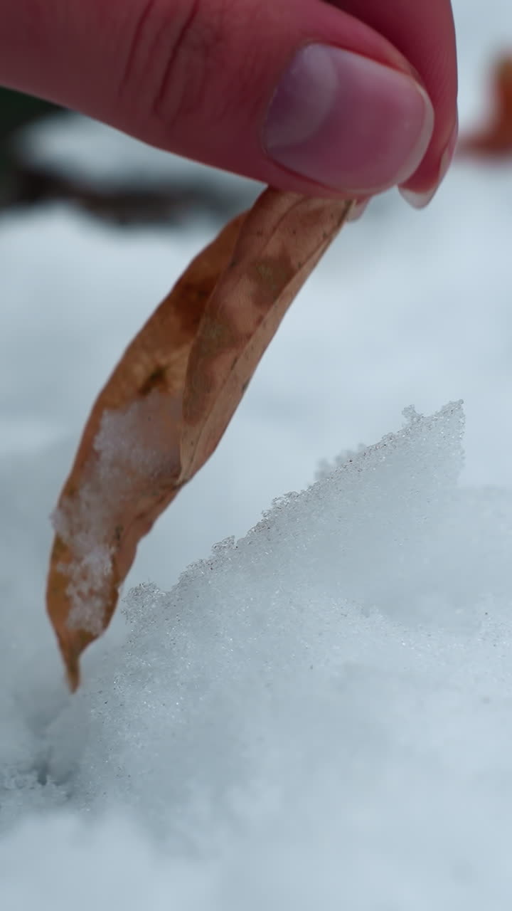 primer plano de la mano de una persona soltando suavemente una hoja seca sobre el hielo congelado, el delicado movimiento contrasta el calor del tacto humano con la nieve fría y cristalina