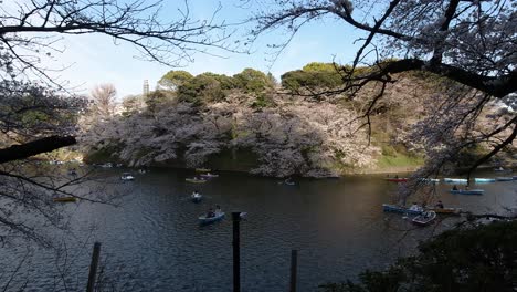 Barcos-Pacíficamente-En-El-Agua-En-El-Foso-De-Sakura-En-El-Centro-De-Tokio