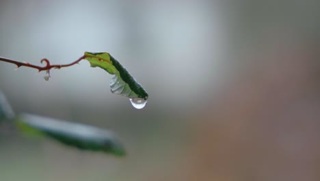 a single water droplet rests on a green leaf, symbolizing life and renewal. dominant green color highlights nature's serenity and beauty.