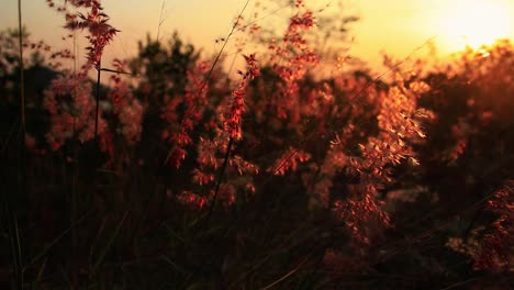 pink grass flowers swaying in the breeze on gentle sunset light