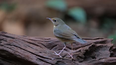 facing towards the forest then turns to the left and goes away while wagging it's tail, siberian blue robin larvivora cyane, thailand