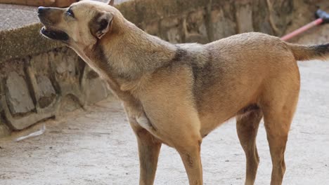 dog turning head, attentive to environmental sounds