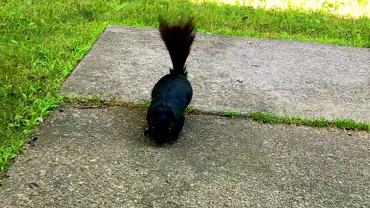 Black Squirrel looking-eating food on concrete with green grass