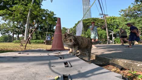 a cat walks through a video shoot outdoors.