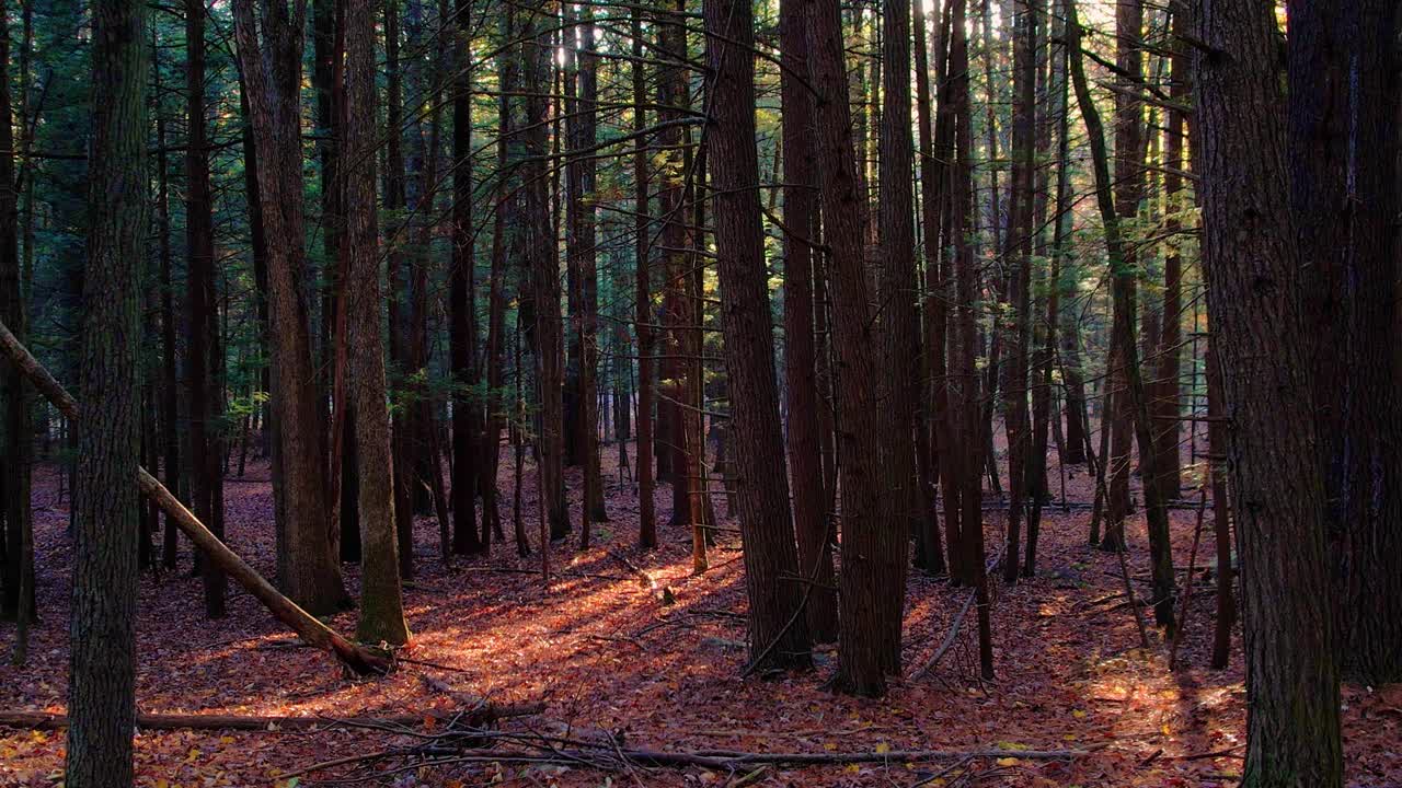 Filmato fluido di una foresta di pini autunnale con foglie a terra e una bellissima luce dorata sui monti Appalachi