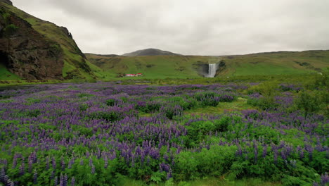 volando sobre la flor de los altramuces en flor en el prado hacia la cascada de skogafoss en el sur de islandia