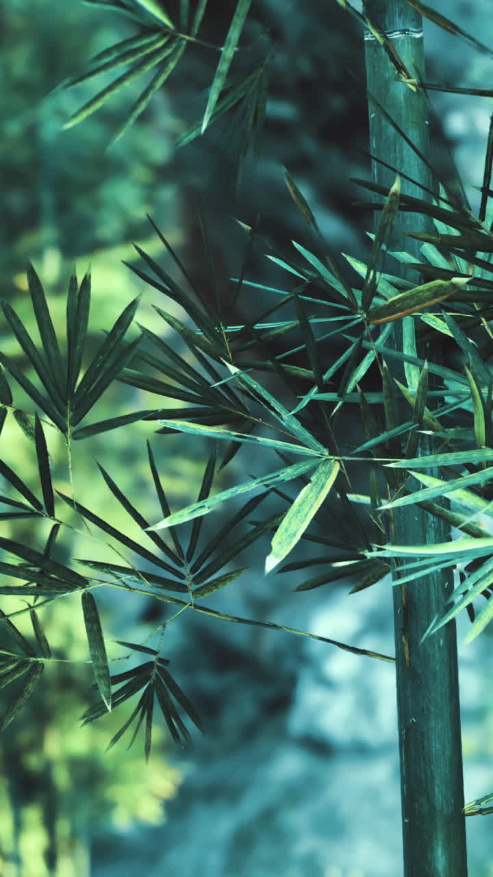Bamboo forest in lush greenery under natural light on a sunny day