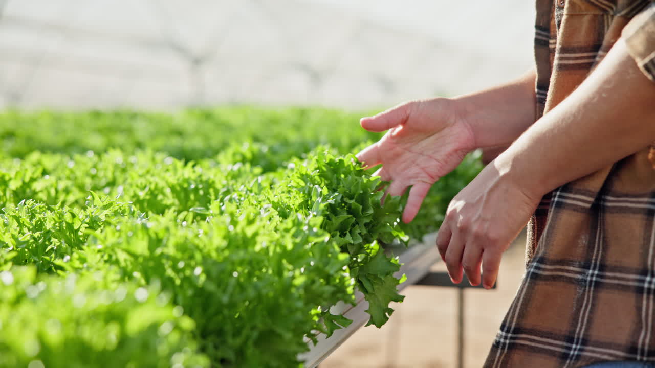 Lettuce harvesting in hydroponic greenhouse