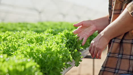 lettuce harvesting in hydroponic greenhouse