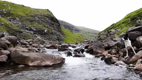 curious sheepdog exploring and playing on rocky river in front of green mountain on a cold misty day