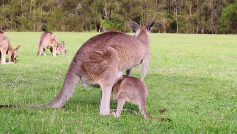 mother kangaroo and joey bonding in nature