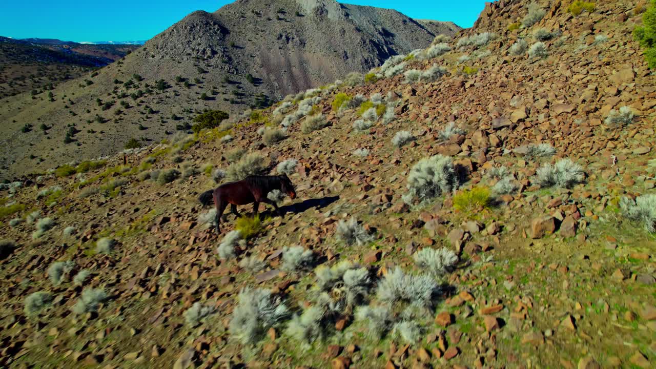 네바다의 사막 풍경에 있는 산 언덕에서 달리는 공중 보기 야생마