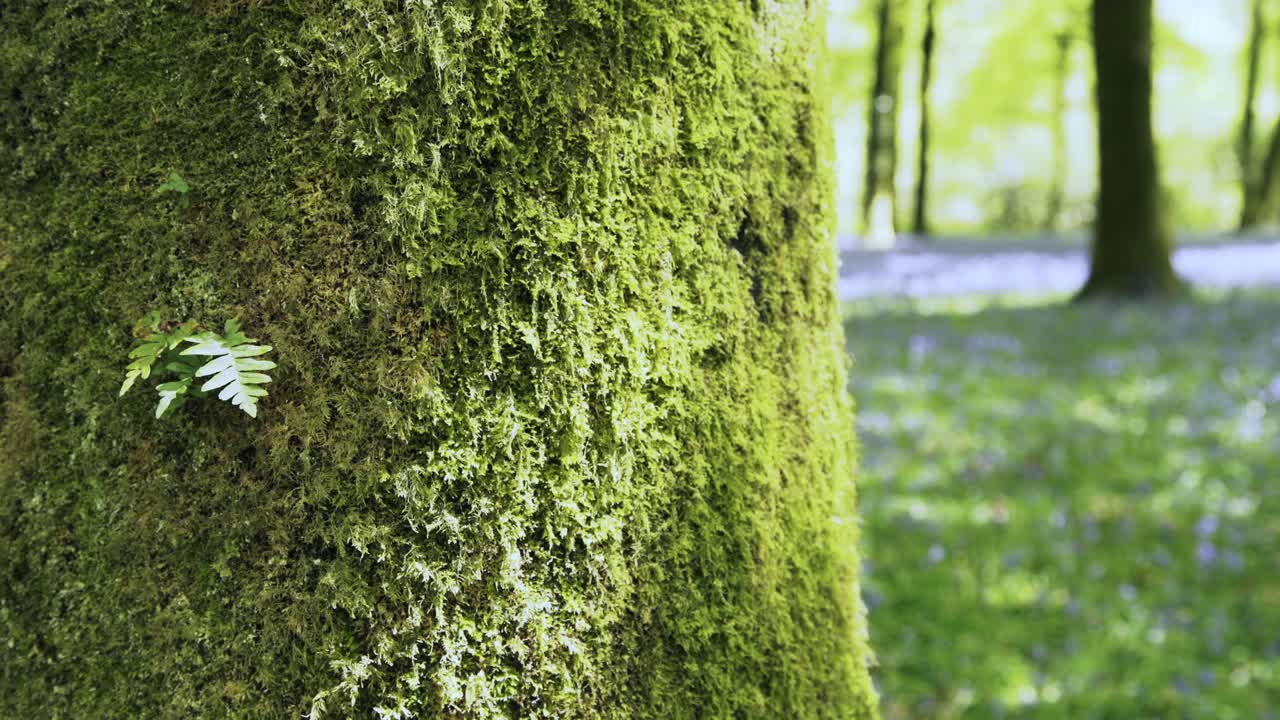 Felce su un tronco d'albero muschioso in una foresta inglese di campanule primaverili 4K