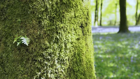 Fern-on-a-mossy-tree-trunk-in-an-English-forest-of-spring-bluebells-4K