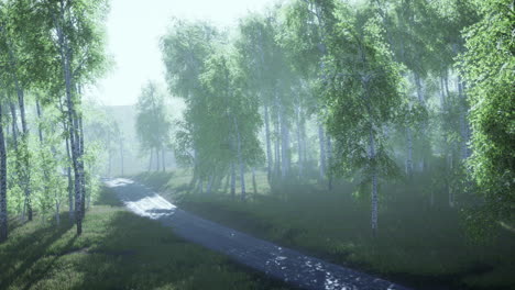 dirty-road-through-summer-forest