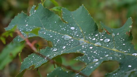 Gota-De-Rocío-Matutino-Cayendo-Sobre-La-Hoja-En-El-Bosque,-Tiro-Estático-En-Tiempo-Real