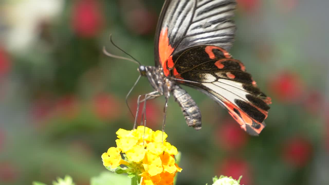 Macro estrema di una farfalla femmina Scarlet Mormon che raccoglie nettare da un fiore giallo durante la stagione estiva.
