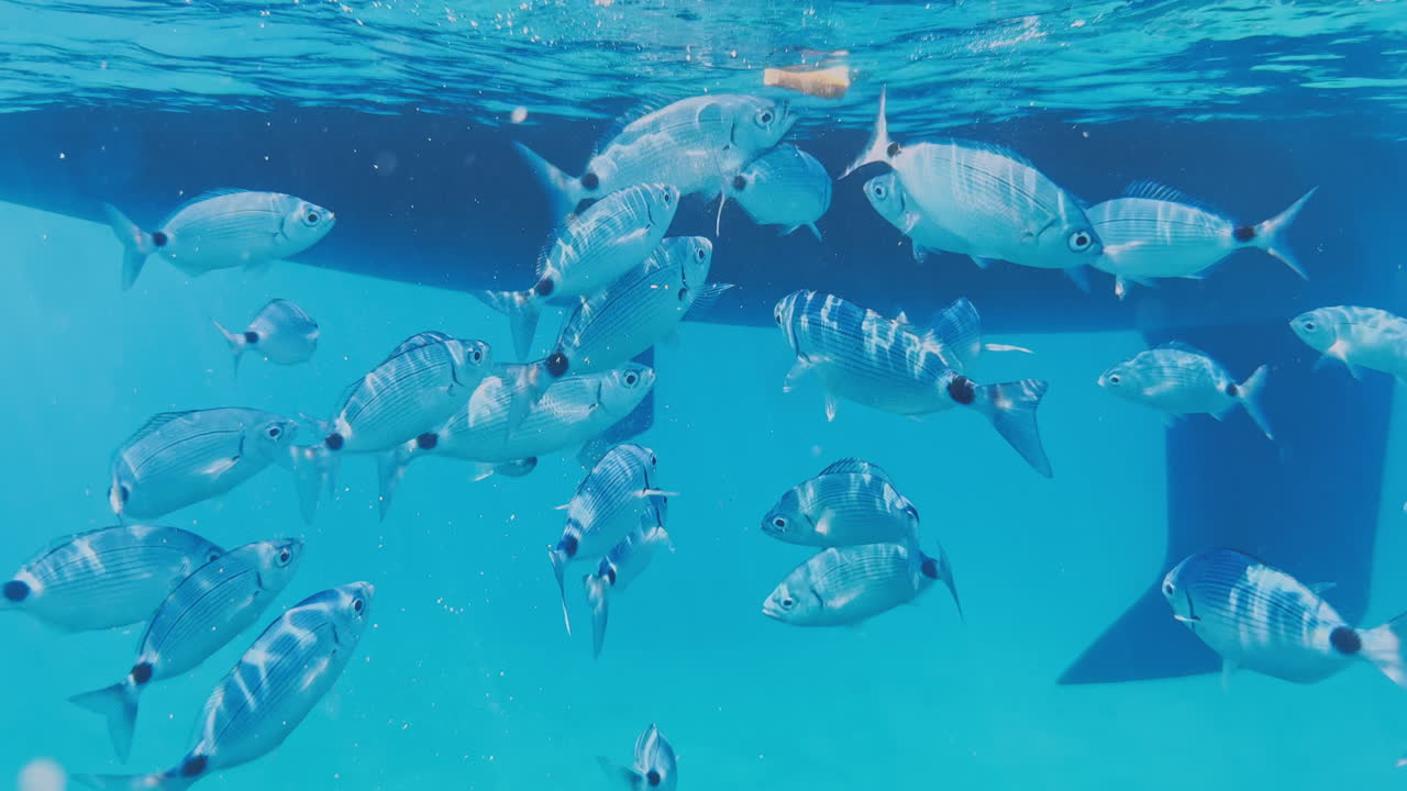 underwater view of a yacht hull with fish swimming around