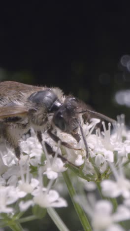 Vertikales-Video,-Nahaufnahme-Einer-Biene-Auf-Einer-Blume,-Die-Nektar-In-Der-Britischen-Landschaft-Sammelt-2