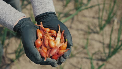 farmer's hands with small onion bulbs for planting 1