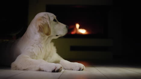un lindo golden retriever recibe una caja con un regalo. navidad y mascotas