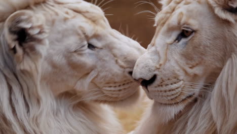 close-up of two white lions