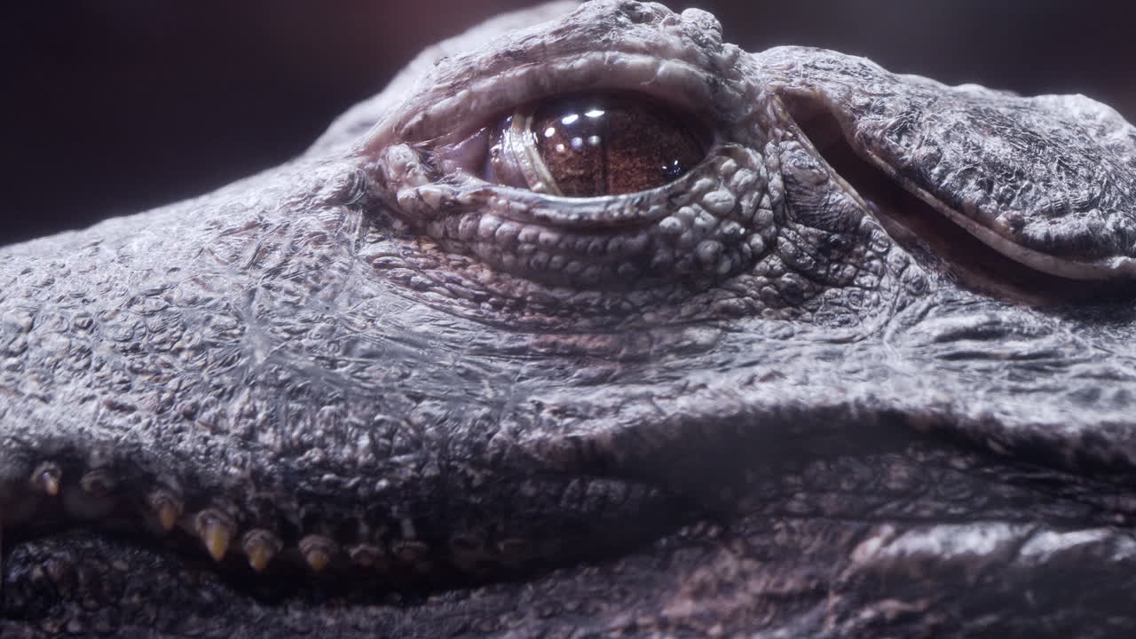 Eye of a reptile in extreme close-up, revealing texture and ancient intensity