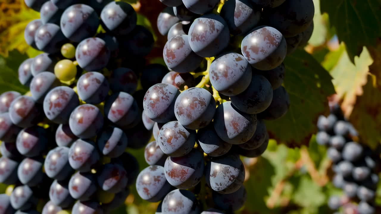 Close-up of Red Grapes on the Vine