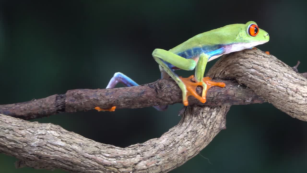 열대 우림 1의 나무 가지를 걷고 있는 빨간 눈 청개구리의 클로즈업