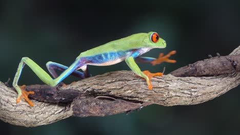 Cerca-De-Una-Rana-Arborícola-De-Ojos-Rojos-Caminando-Sobre-La-Rama-De-Un-árbol-En-La-Selva-1